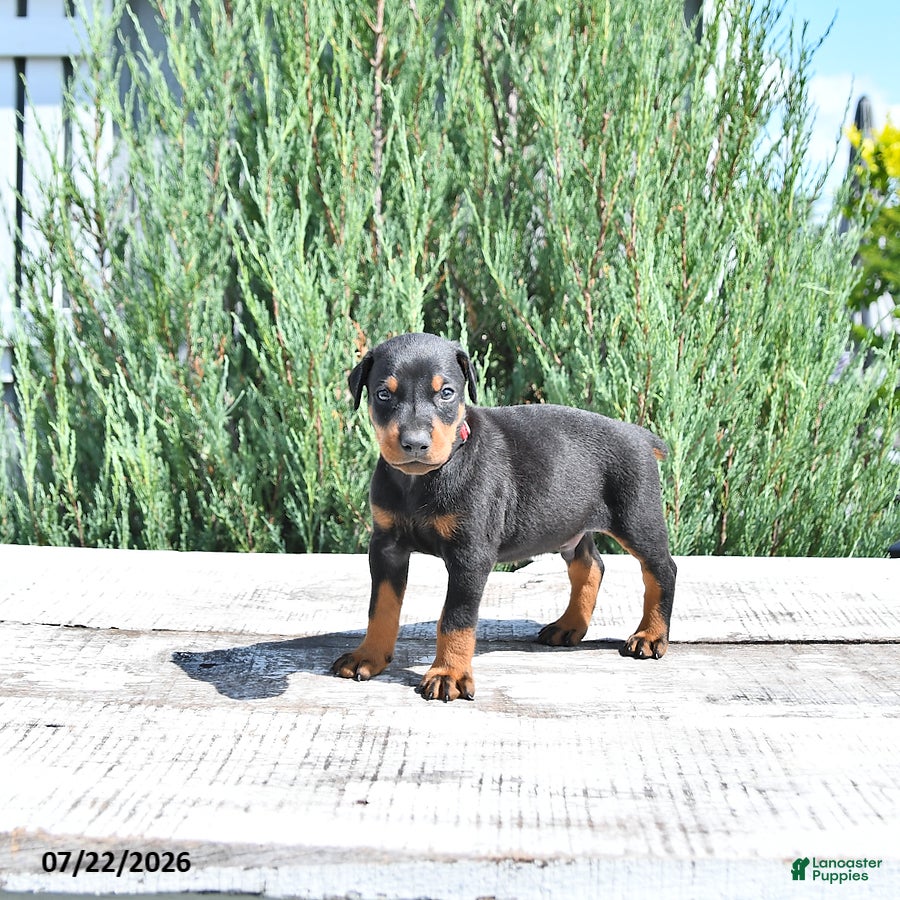Doberman Pinscher dogs Bruno - Ad 1