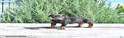 Doberman Pinscher dogs for sale: Bruno - Ad 1