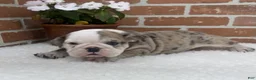 English Bulldog dogs for sale: Teresa - Ad 4