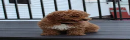 Miniature Poodle dogs for sale: Bella - Ad 4