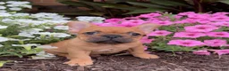 French Bulldog dogs for sale: Beth - Ad 2