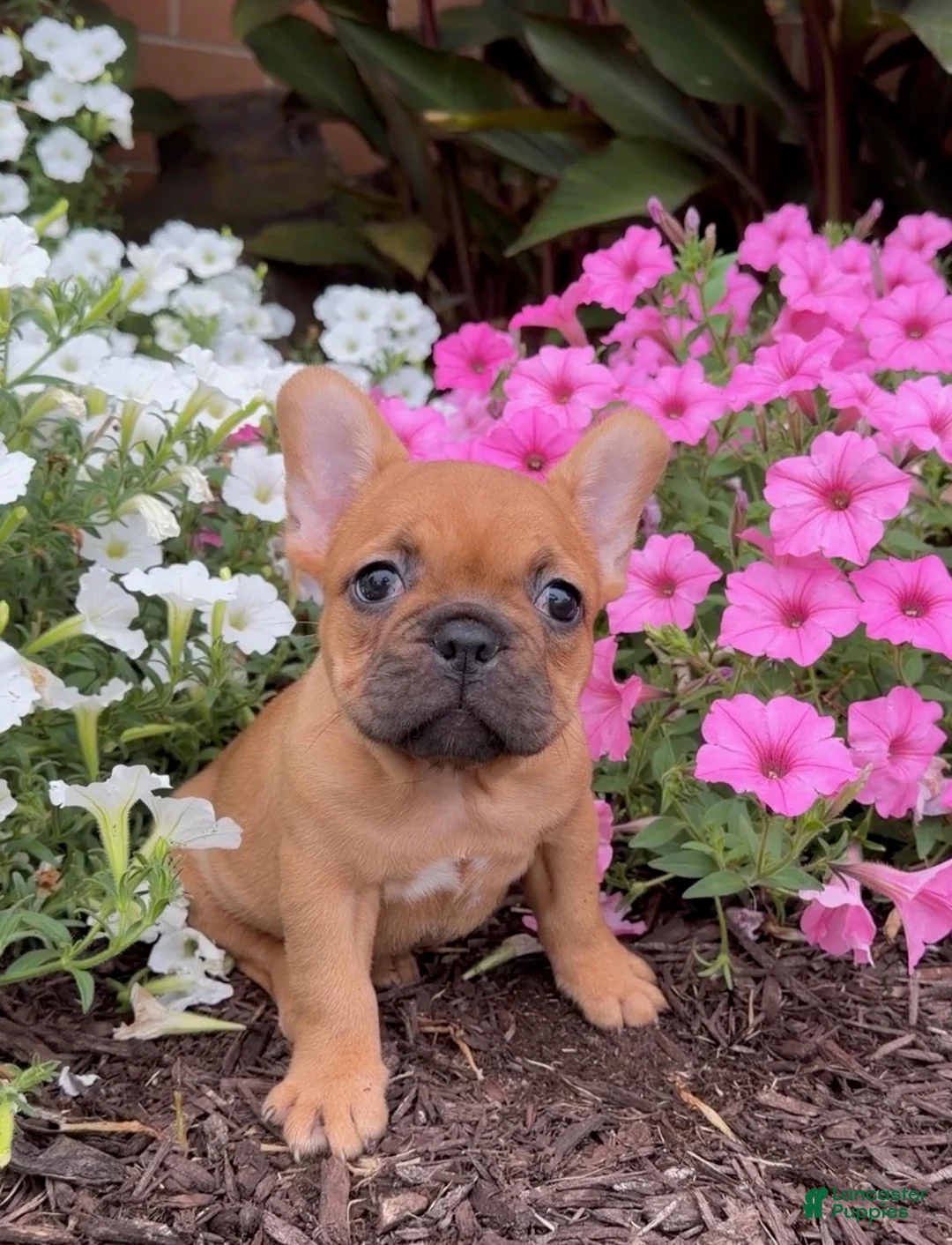 French Bulldog dogs for sale: Beth - Ad 2