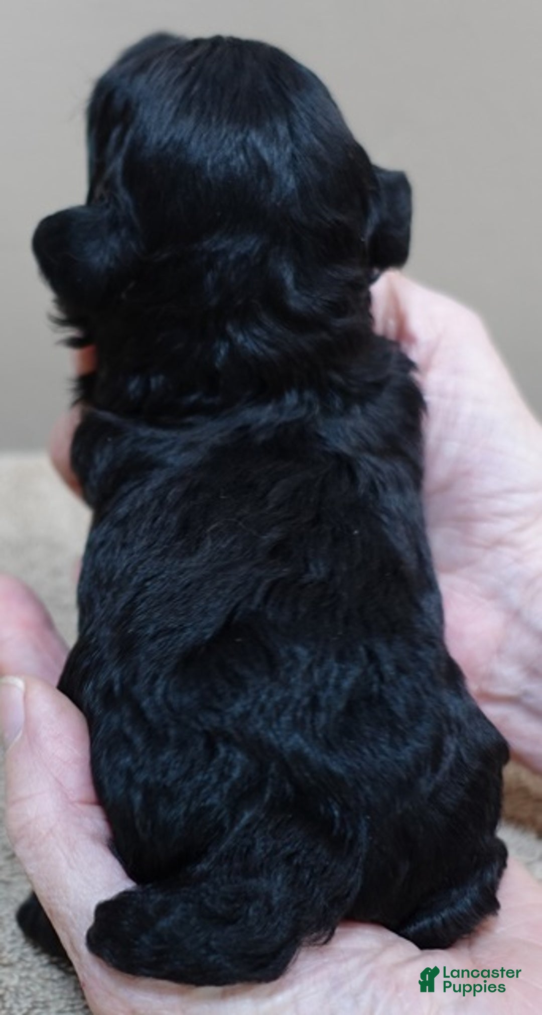 Toy Poodle dogs for sale: Benny - Ad 11