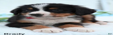 Brady 