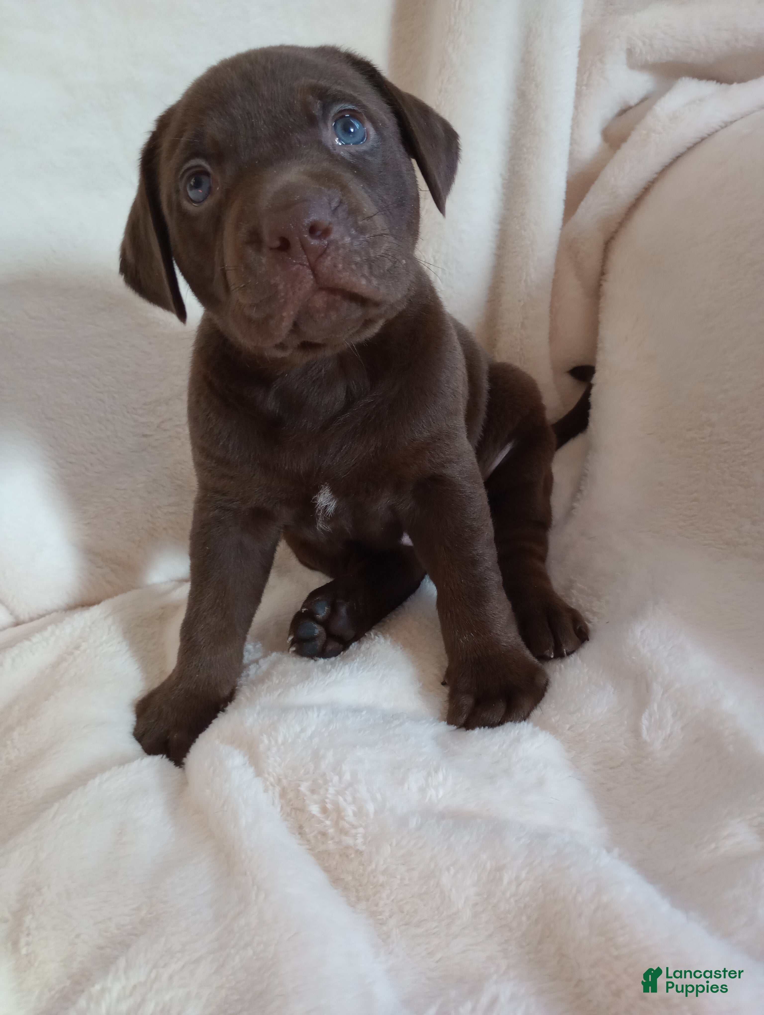 Labrador Retriever dogs Miss Belle - Ad 2