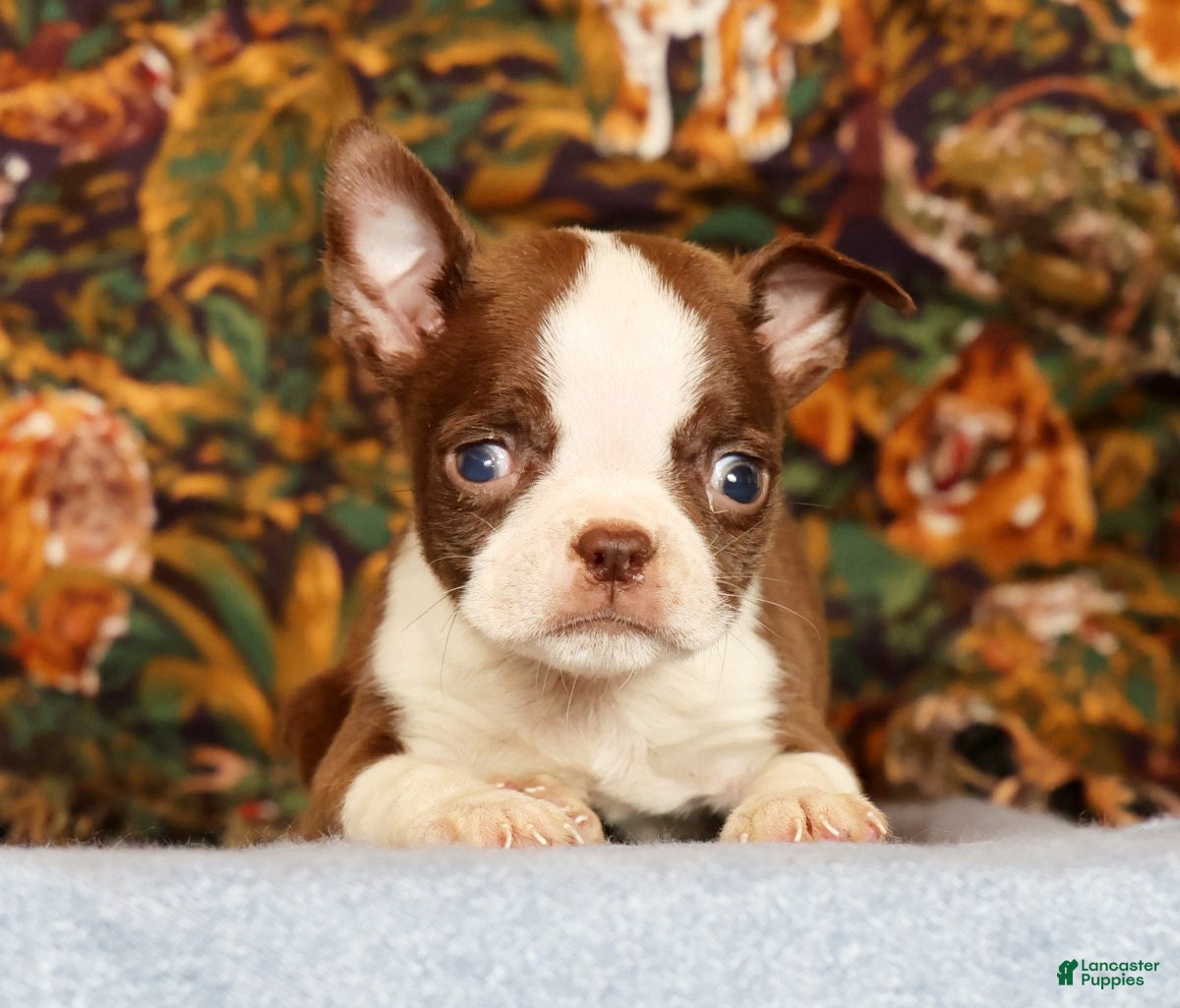 Boston Terrier dogs Peanut - Ad 2