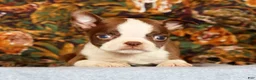 Boston Terrier dogs for sale: Peanut - Ad 2