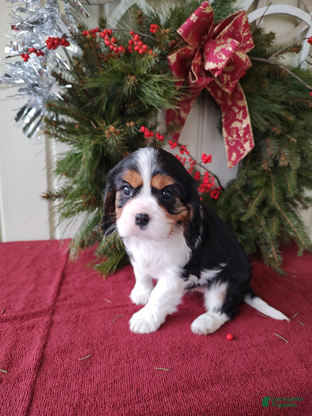 Cavalier King Charles Spaniel dogs for sale: Zoey - Ad 6