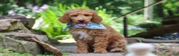 Standard Poodle dogs for sale: Leo - Ad 6