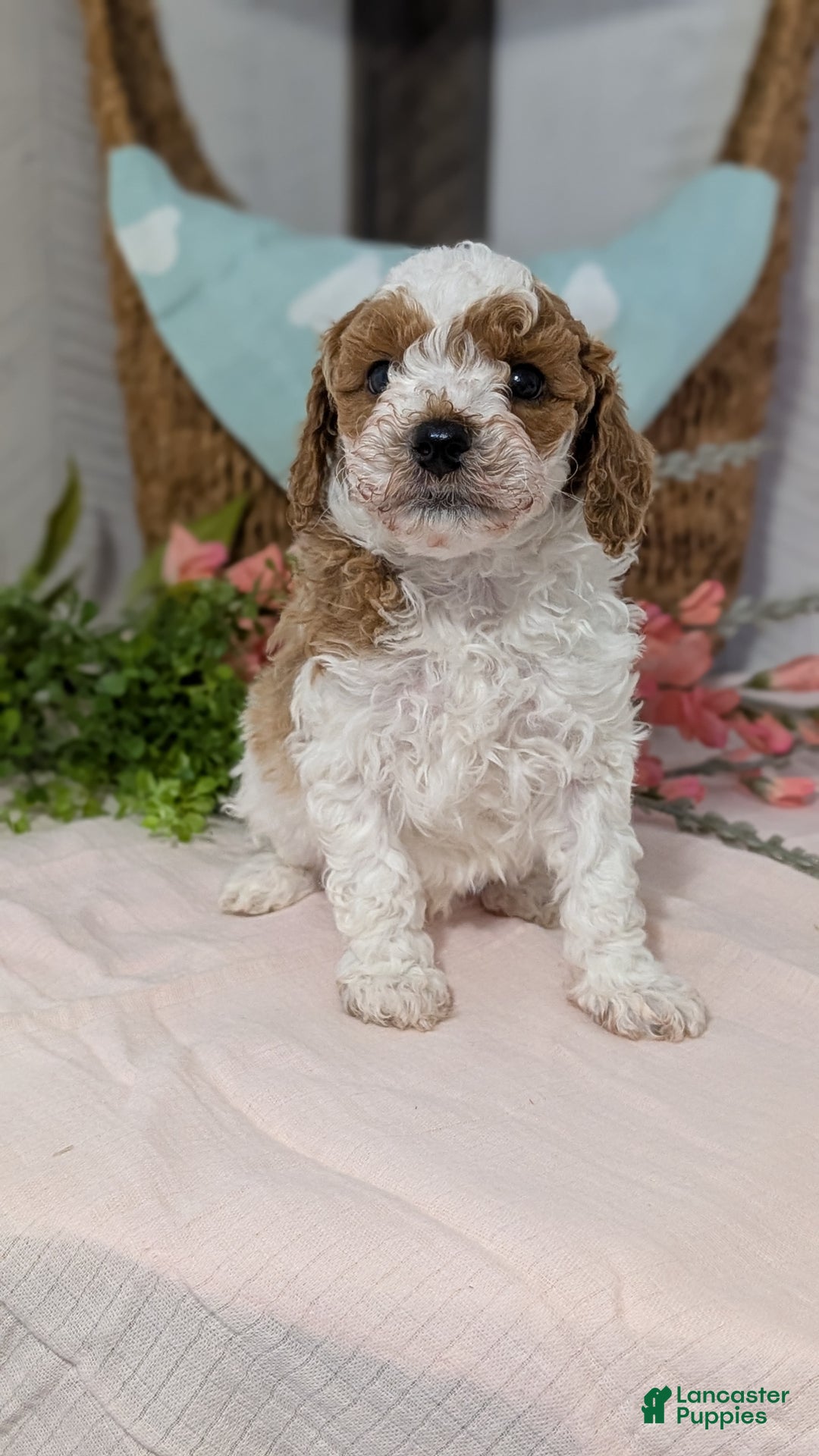 Miniature Poodle dogs for sale: Ziggy - Ad 9