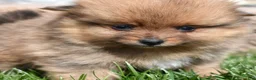 Pomeranian dogs for sale: Lily  - Ad 1