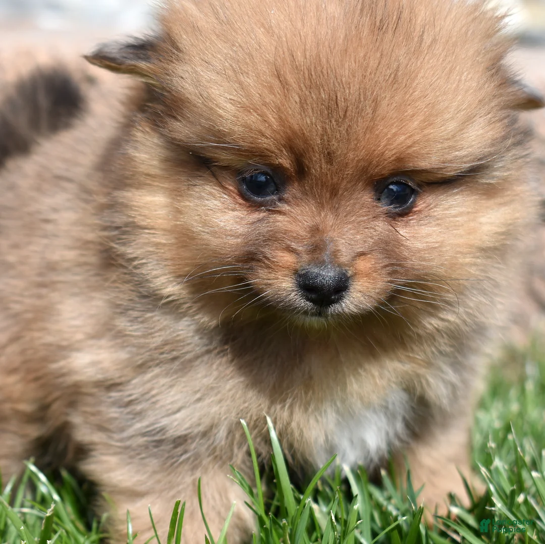 Pomeranian dogs for sale: Lily  - Ad 1