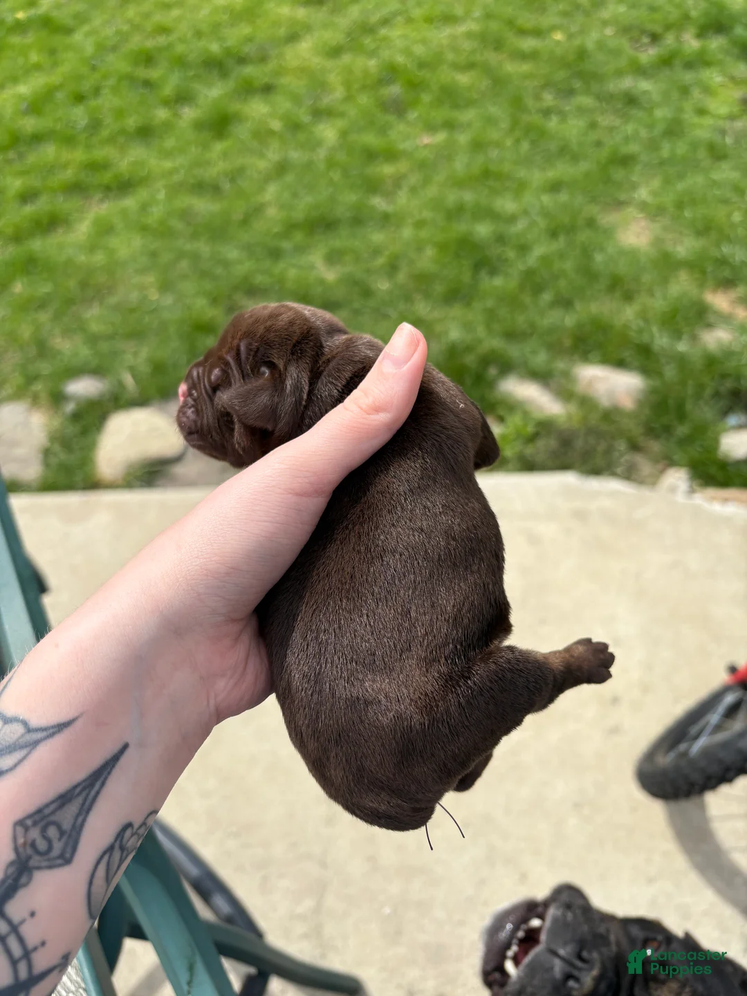 Olde English Bulldogge dogs for sale: Olde English Bulldogge Puppy 1 - Ad 1