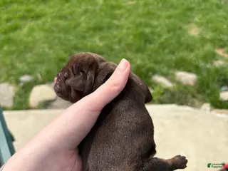 Olde English Bulldogge dogs Olde English Bulldogge Puppy 1 - Ad 31