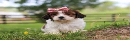 Shih Tzu dogs for sale: Hazel - Ad 1
