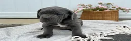 Cane Corso dogs for sale: Brute - Ad 18