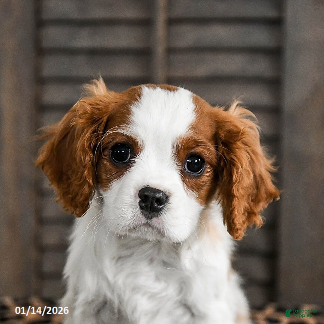 Cavalier King Charles Spaniel dogs for sale: Jasper - Ad 5
