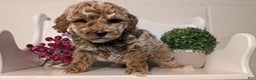 Miniature Poodle dogs for sale: Hunter  - Ad 2