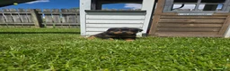 Rottweiler dogs for sale: Daisy  - Ad 3