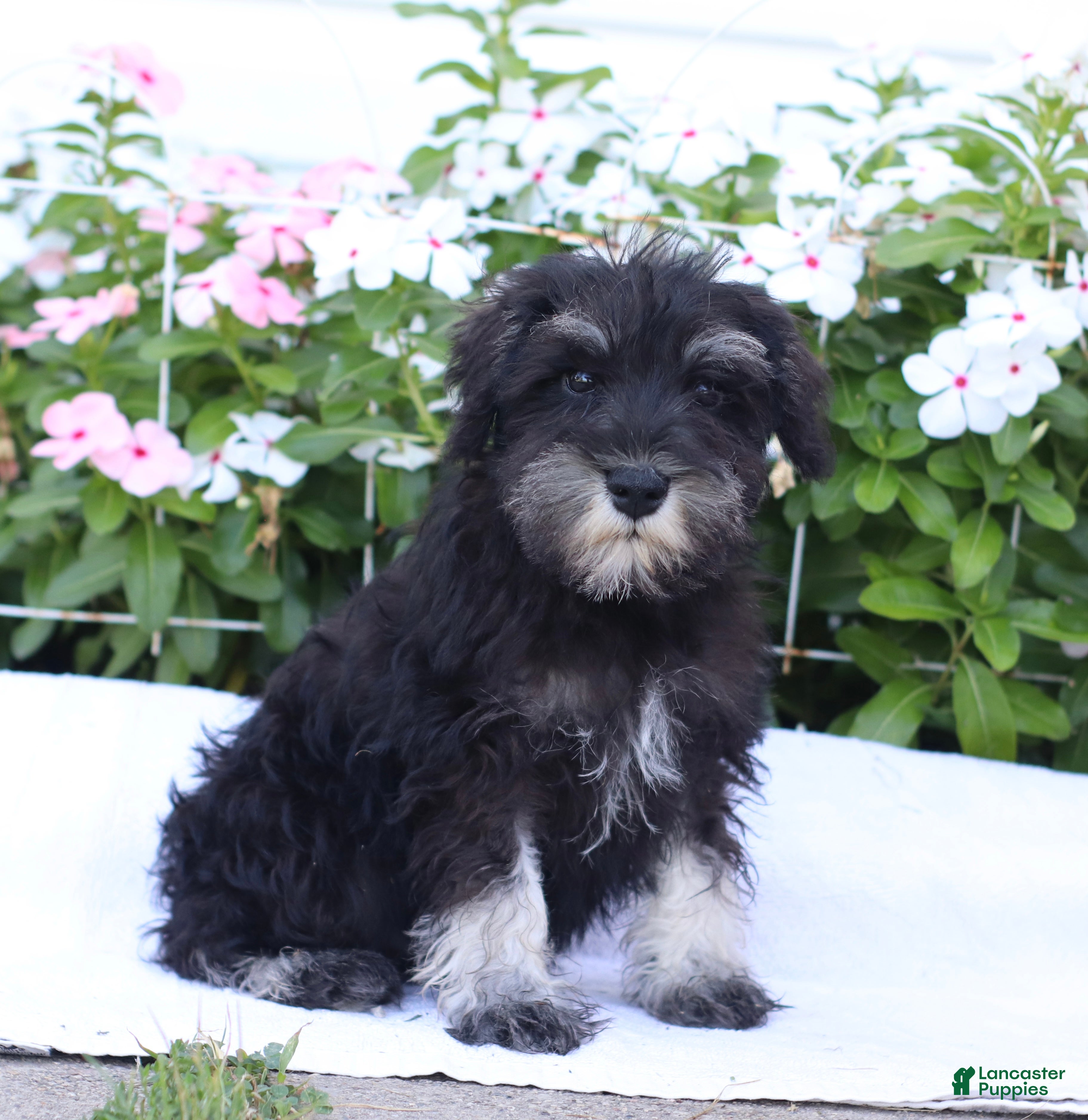 Miniature Schnauzer dogs Clifford - Ad 2