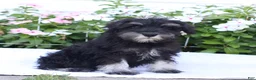 Miniature Schnauzer dogs for sale: Clifford - Ad 2