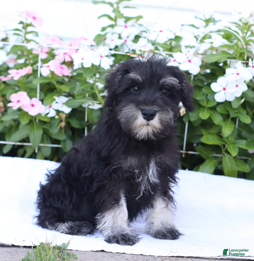 Miniature Schnauzer dogs for sale: Clifford - Ad 2