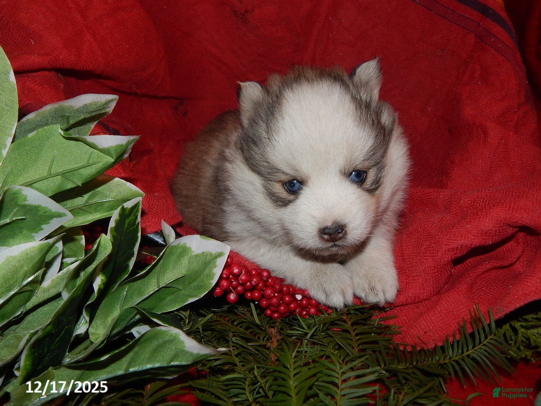 Pomsky dogs for sale: Cameron - Ad 1
