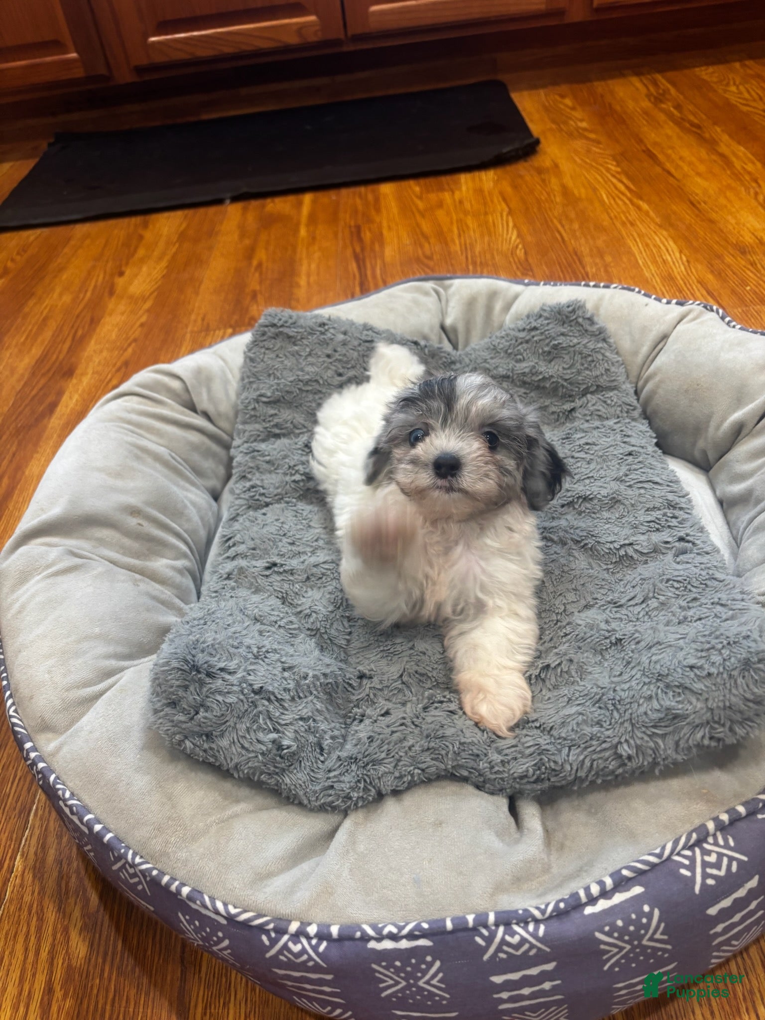 Shihpoo dogs Sky - Ad 35