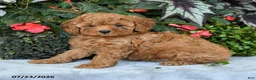 Cavapoo dogs for sale: Zayn - Ad 2