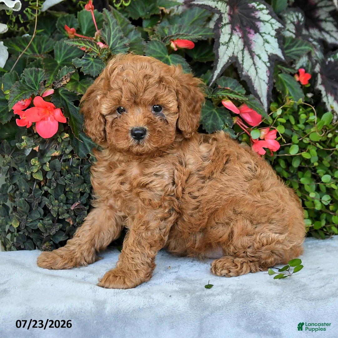 Cavapoo dogs for sale: Zayn - Ad 2