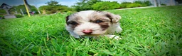 Havapoo dogs for sale: Simba - Ad 18