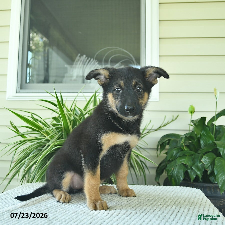 Mixed Breed dogs Ruby  - Ad 2