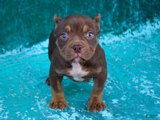American Bully dogs - Ad 35