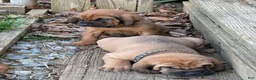 Bloodhound dogs for sale: Bloodhound Puppy 4 - Ad 3