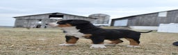 Greater Swiss Mountain Dog dogs for sale: EJ - Ad 4