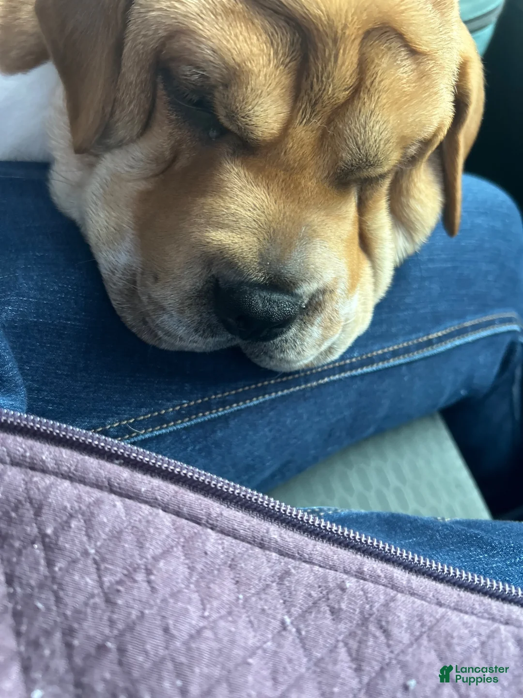 Mixed Breed dogs for sale: Mixed Breed 1 - Ad 2
