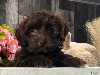Havanese dogs Hershey - Ad 4