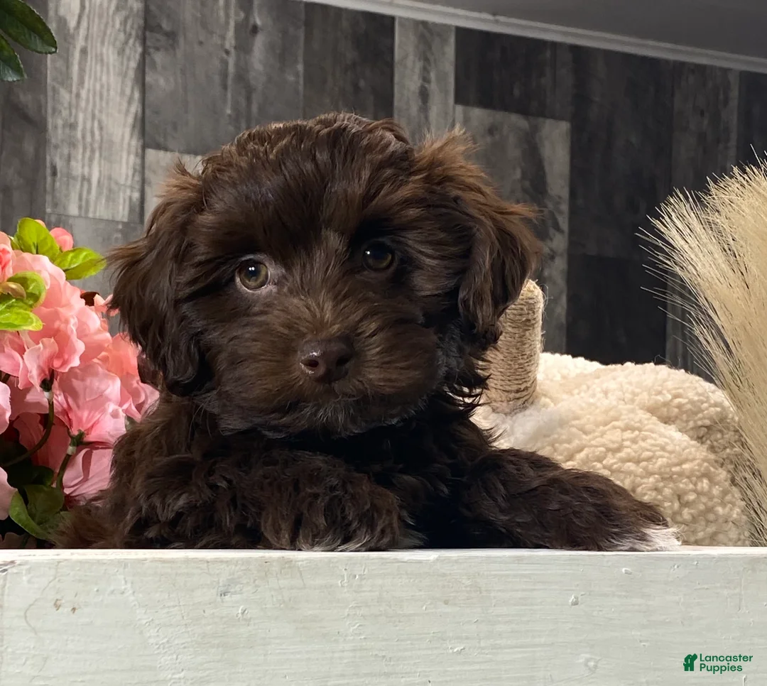 Havanese dogs for sale: Hershey  - Ad 1