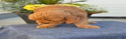Goldendoodle dogs for sale: Tommy - Ad 11