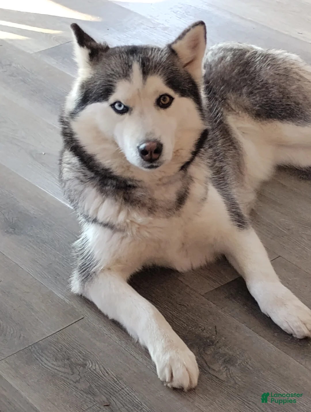 Siberian Husky dogs for sale: Nicholas  - Ad 2