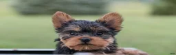 Yorkshire Terrier dogs for sale: Jasper - Ad 6