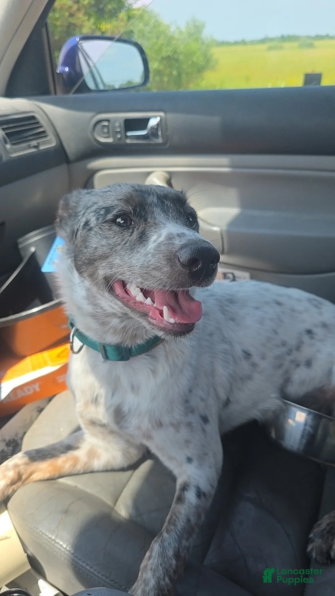 Australian Cattle Dog dogs for sale: Puppy 10 - Ad 2
