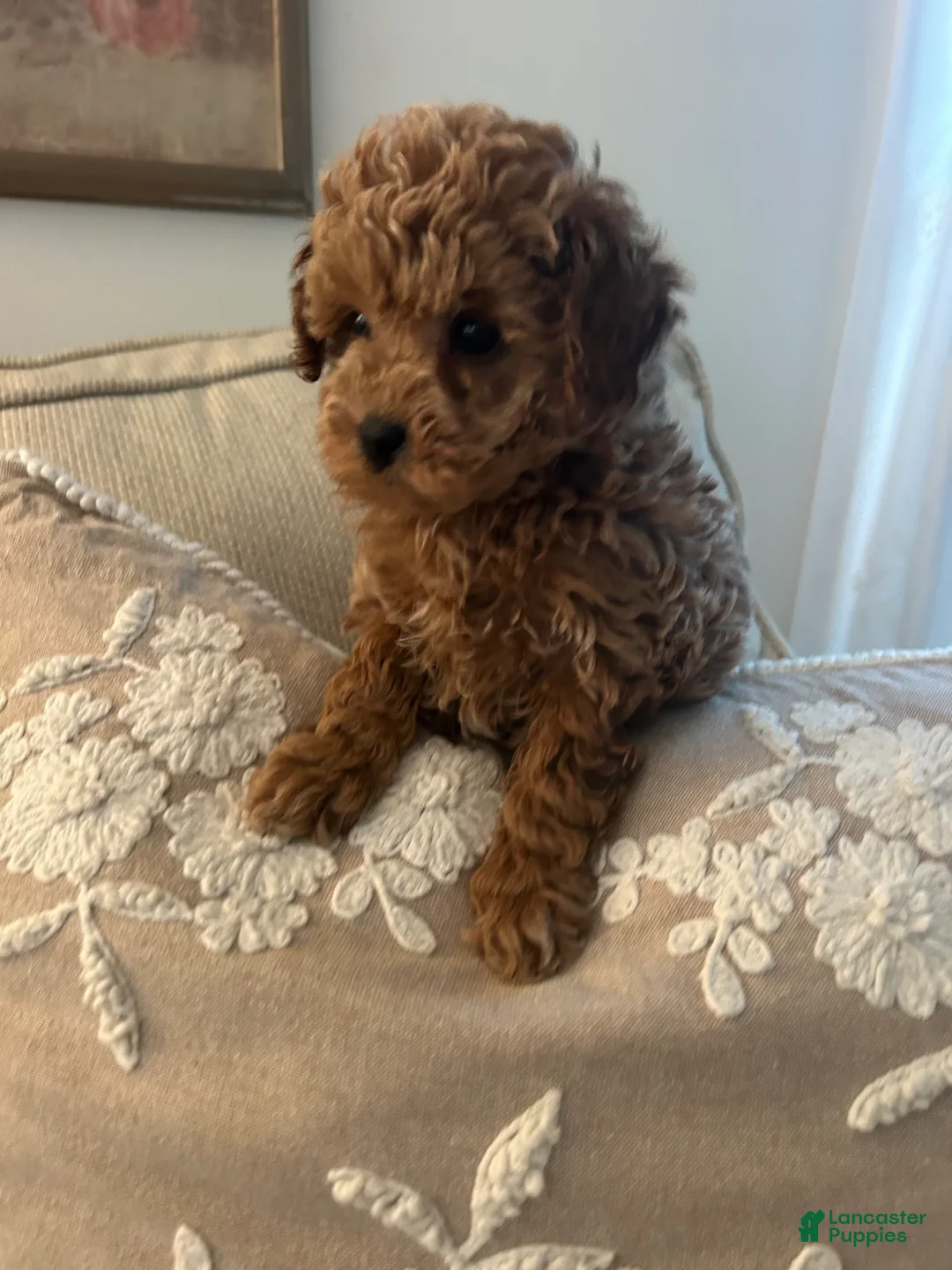 Maltipoo dogs for sale: LacyMaltipoo Puppy 1 - Ad 2