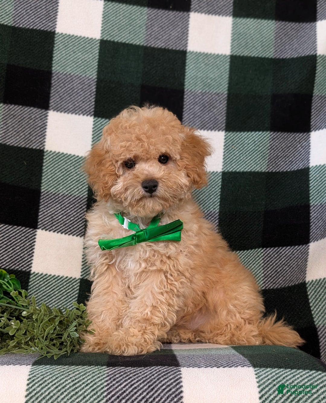 Miniature Poodle dogs for sale: Tanner - Ad 4