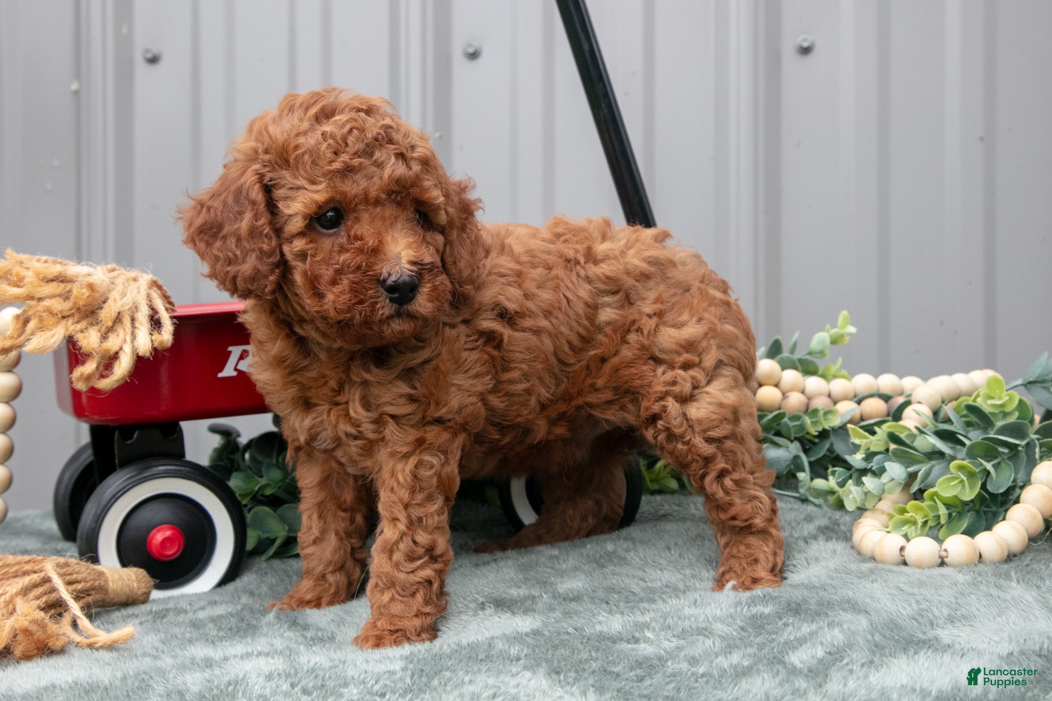 Toy Poodle dogs Parker - Ad 2