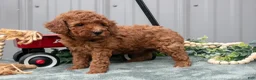 Toy Poodle dogs for sale: Parker - Ad 2