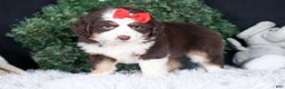 Miniature Australian Shepherd dogs for sale: SALLY - Ad 14