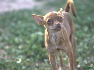 Chihuahua dogs Choco - Ad 7