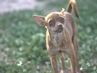 Chihuahua dogs Choco - Ad 10