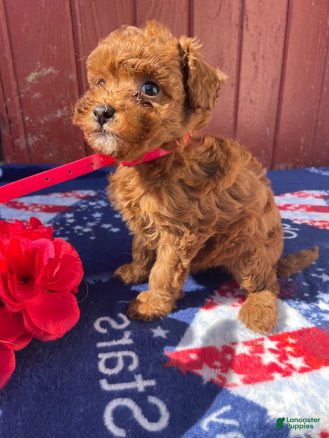 Mini Goldendoodle dogs for sale: Toffee - Ad 4